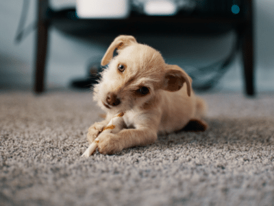 A small dog chewing on a stick on the carpet.