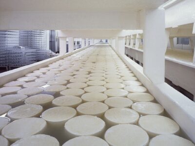 A line of cheese on a conveyor belt.
